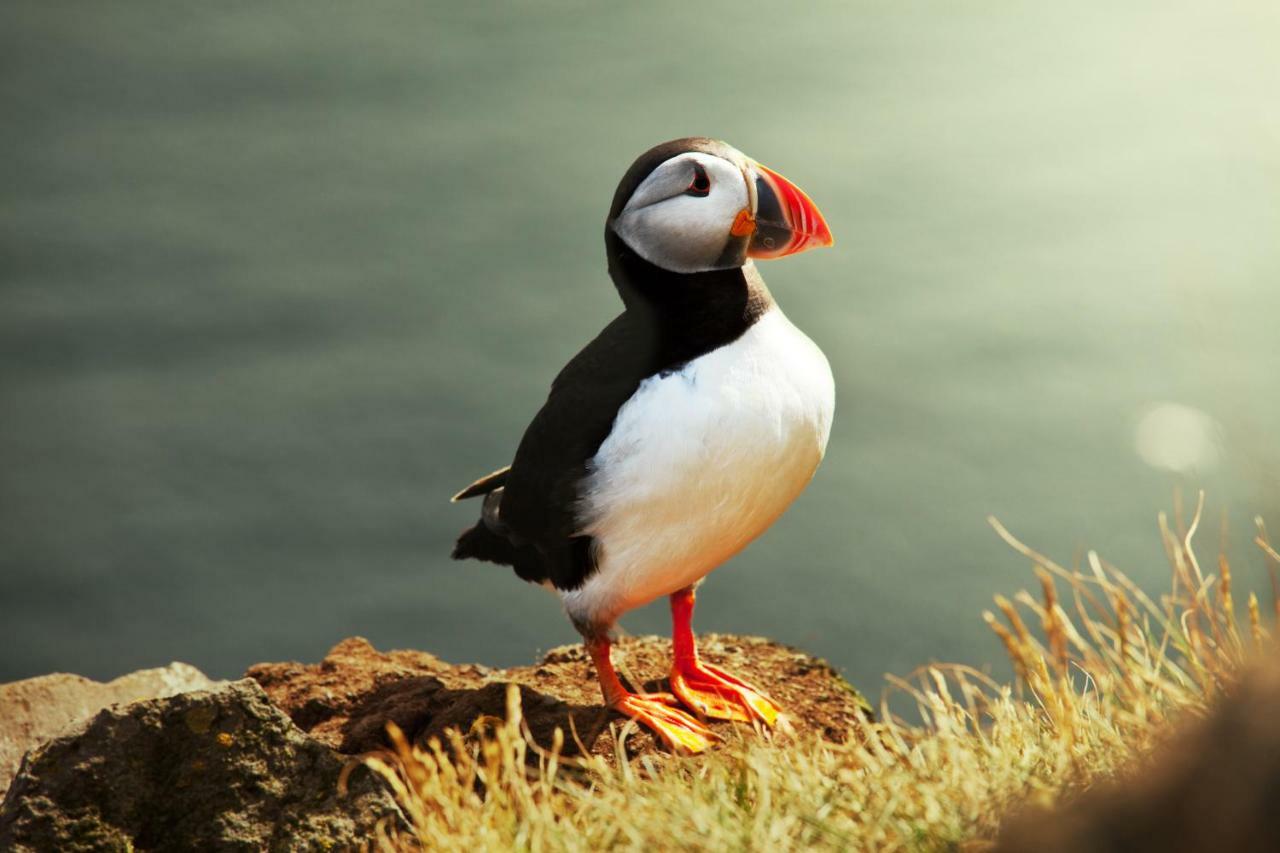 The Puffin Baltimore Buitenkant foto